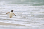Gentoo Penguin wading in surf, Carcass Island, Falklands