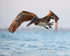 Brown Pelican flying after takeoff from water, Sanibel Island, Florida