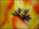 J Fisk - Tulip