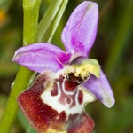 Calliantha's Orchid (Ophrys calliantha)