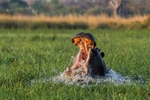 Botswana Wildlife portfolio