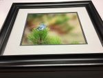 Little Beauty Framed  Matted
