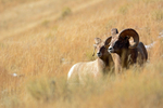 Big Horn Brethren