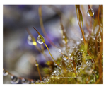 Life In A Dew Drop