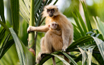Golden Langur