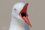 Gull Squark 2