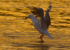 Gull Golden Dance 2