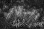Horsetails - Mono