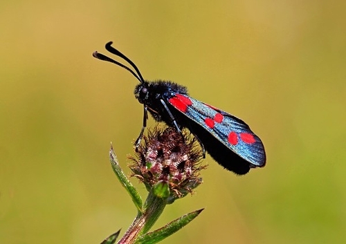 [align=center][size=11][b]Six-Spot Burnet Moth, Kent, England[/b][/size][/align]
