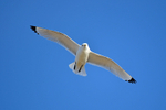 Kittiwake