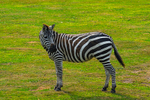 Zebra portfolio