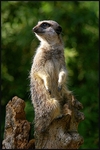 The Sentinel