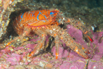 Galathea strigosa