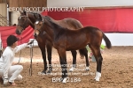 BPP_2184