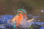 Kingfisher in water with fish, Otterbourne, Hampshire