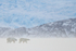 Male Polar Bear following female, Svalbard, Norway