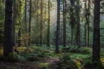 Early Autumn Sunrays