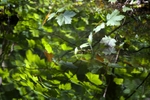 Reflection 1