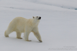 Polar bear inspecting the ship