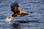 White-tailed Sea-Eagle lift-off with fish, early morning, Norway