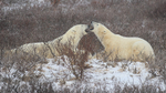 Polar Bears face-to-face before sparring, Churchill, Canada