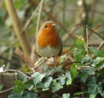 My First Robin Photo!