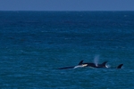 Killer Whales