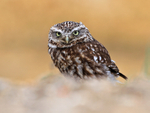 Little Owl standing on the ground