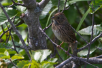 Lincoln's Sparrow portfolio