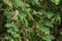 Yellow-vented Bulbul, Battambang, Cambodia