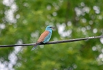Roller