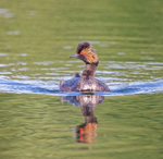 Black necked Grebe -  Podiceps nigricollis