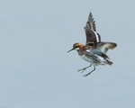 Red-necked Phalarope (male) landing, Iceland