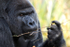 Gorilla   _AN022