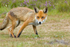 Fox in Meadow 2