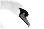 Snow Swan Monochrome