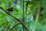 Orange-billed Sparrow portfolio