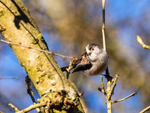 Long-tailed Tit