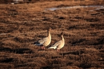 Pinkfooted geese 1702