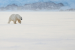 Polar Bear (male) walking, Svalbard, Norway