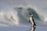 Magellanic Penguin, Sea Lion Island, The Falkland Islands