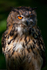 Eagle Owl