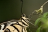 Citrus Swallowtail
