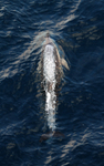 WDP013: Dolphin