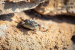 de-hoop-lizard