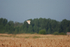 Barn Owl