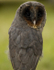 " BLACK BARN OWL "
