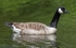 Canada Goose