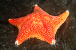 Porania pulvillus