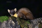 Pine Marten
